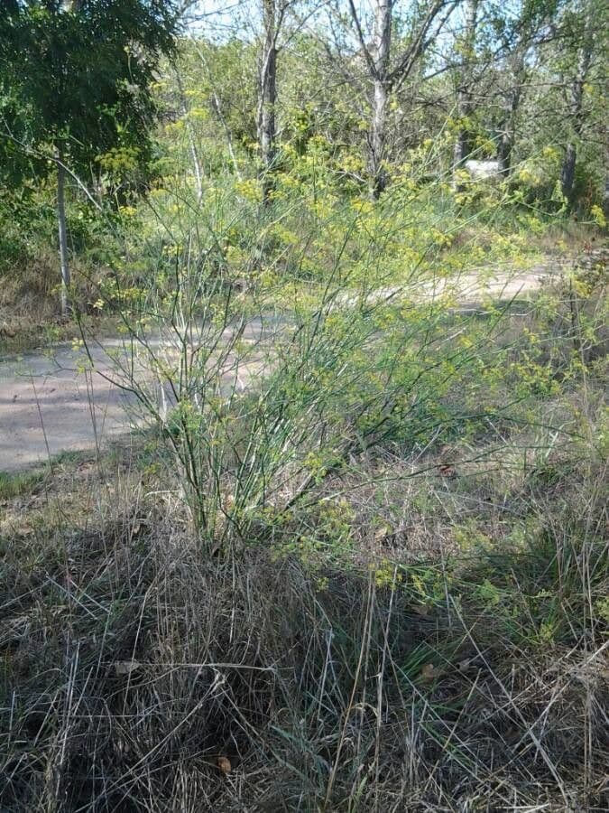 Fennel 15