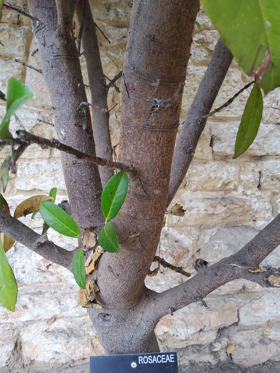 Cherry-laurel 24