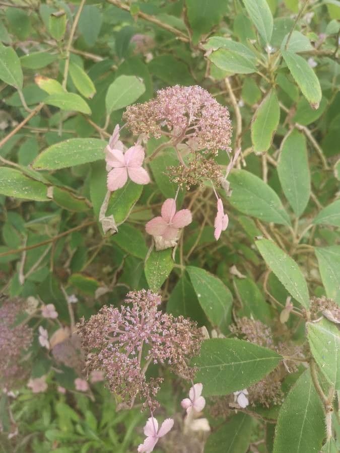 Rough-leaf hydrangea 9