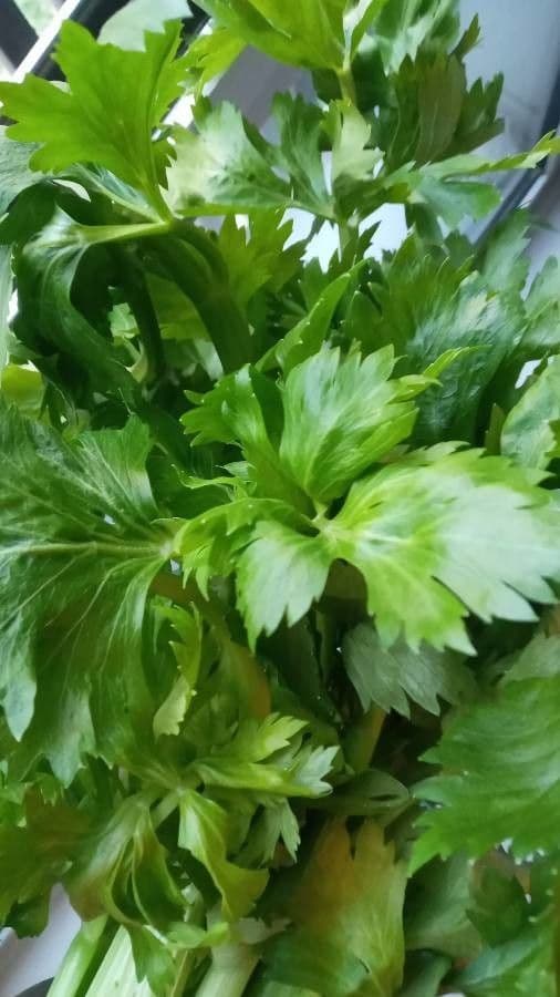 Celery 17