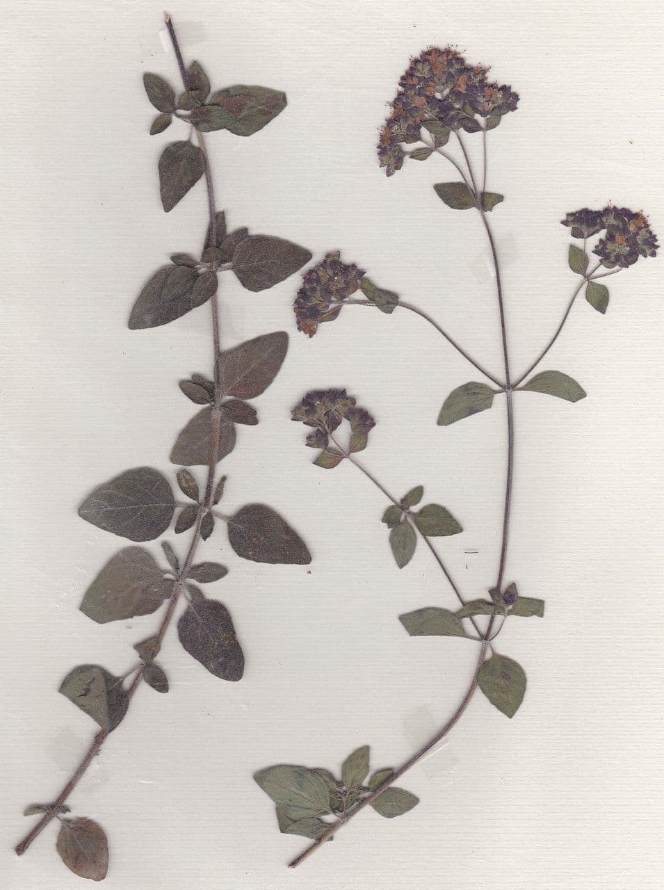 Wild marjoram 26
