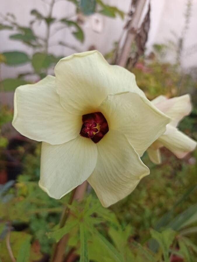 Okra 24