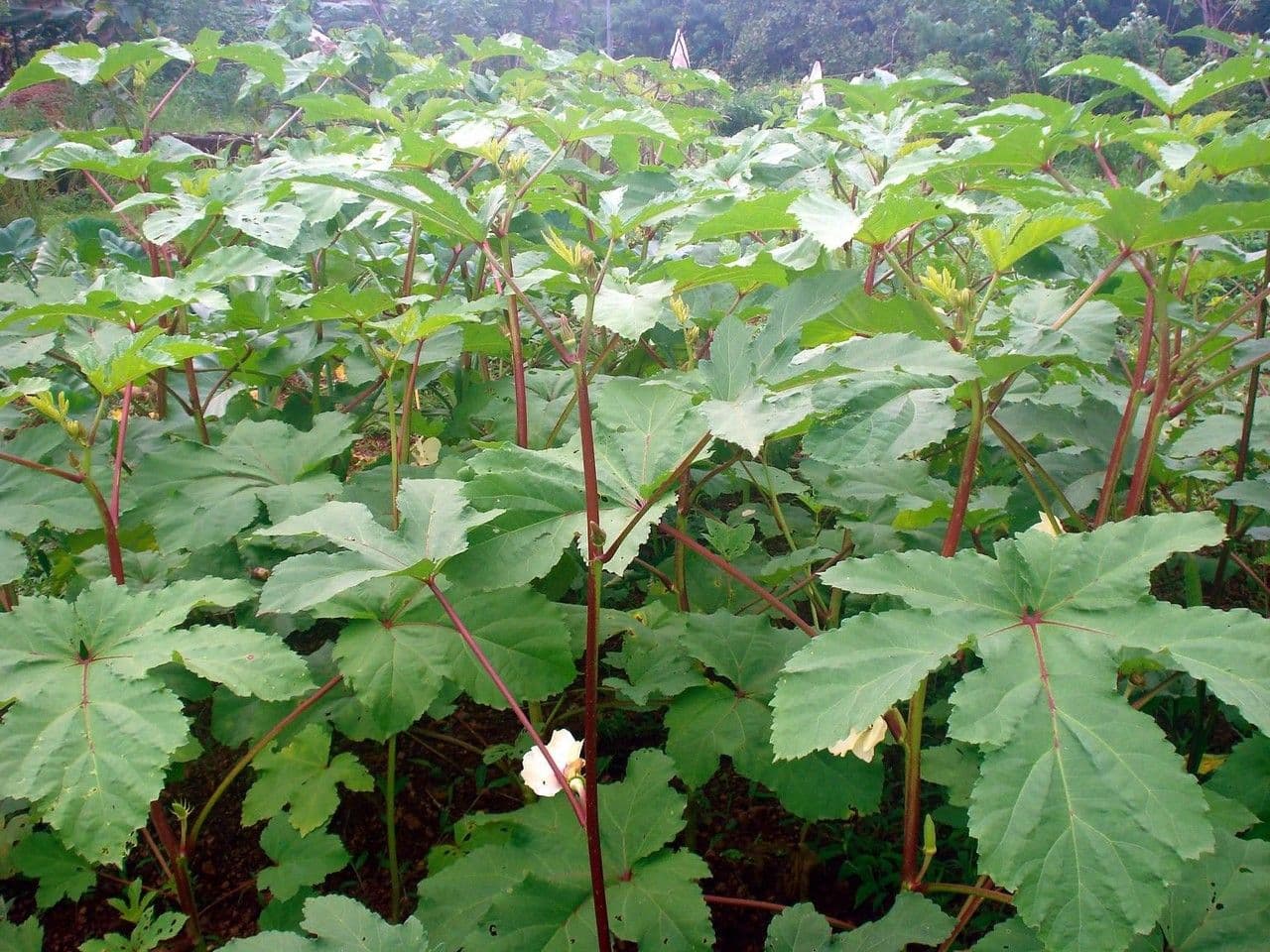 Okra 14