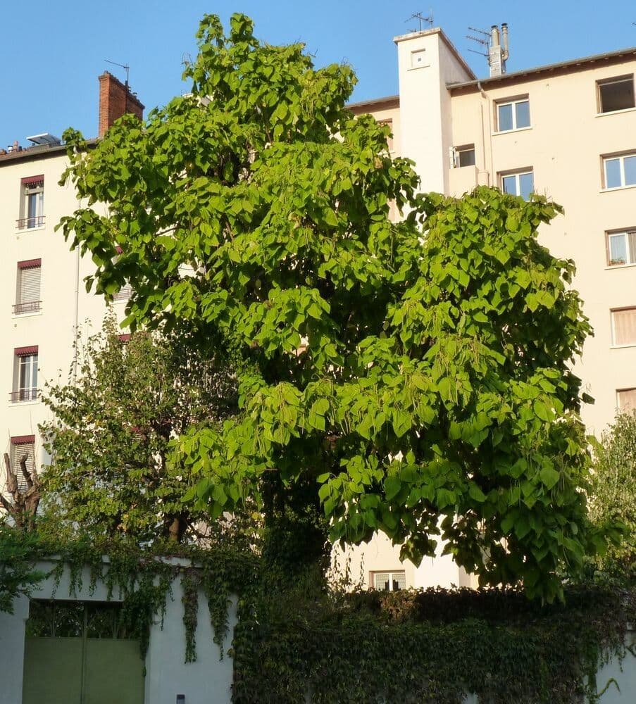 Chinese catalpa 13
