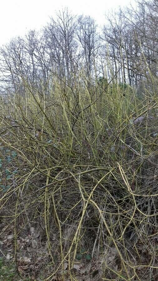 Red-osier dogwood 12