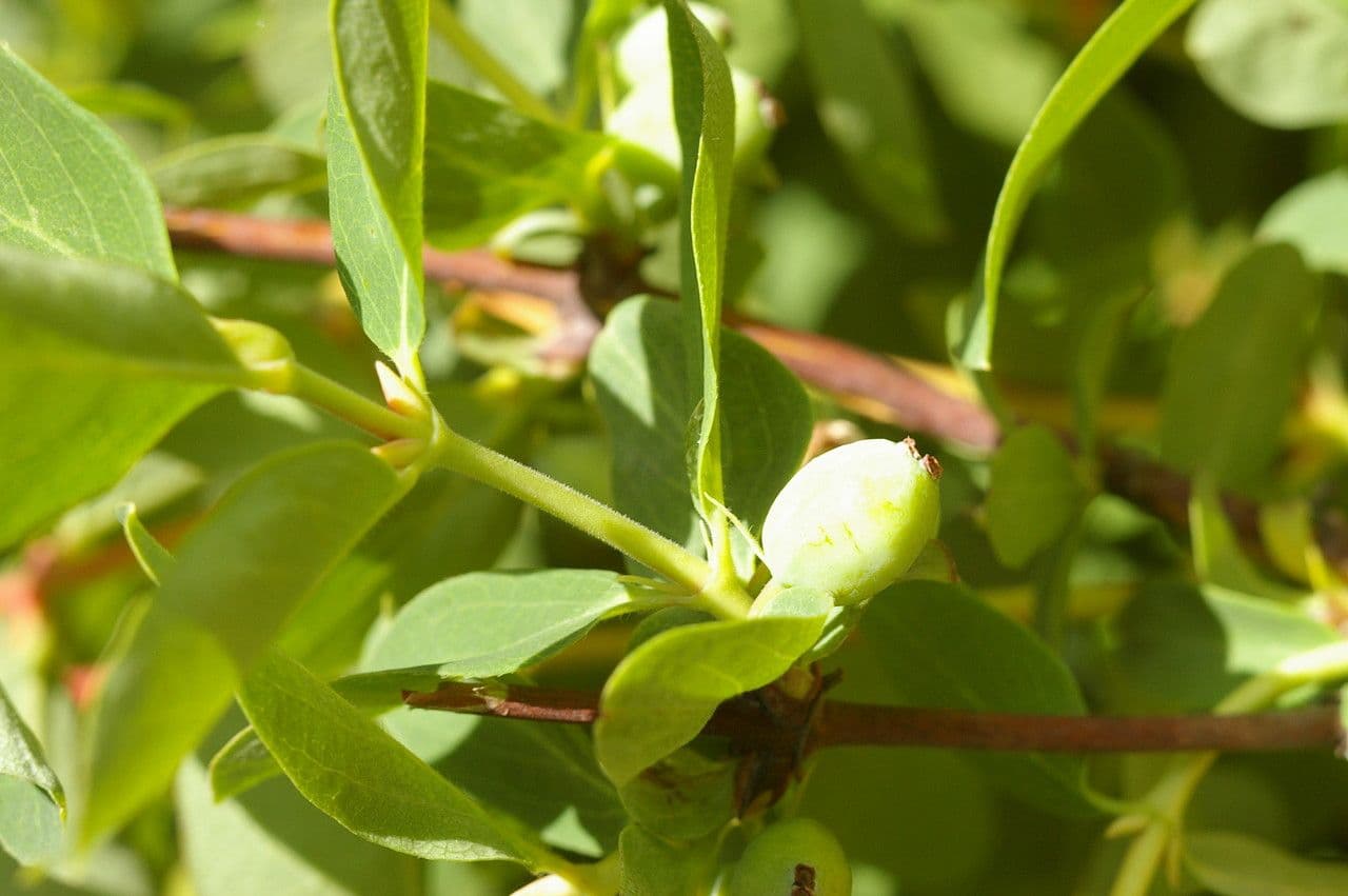Blue honeysuckle 28