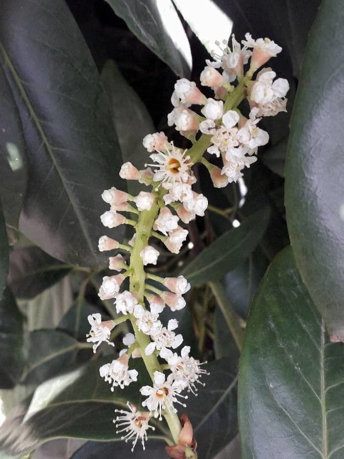 Cherry-laurel 7
