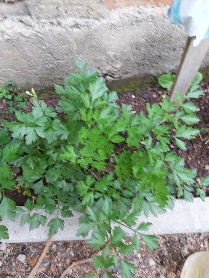 Garden parsley