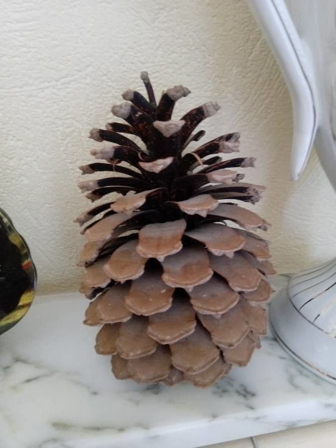Bigcone pine 3