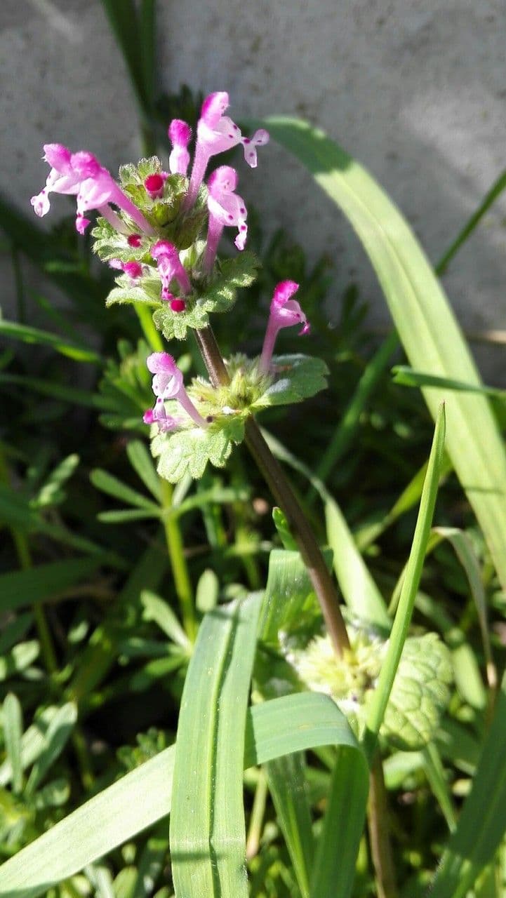 Henbit 11