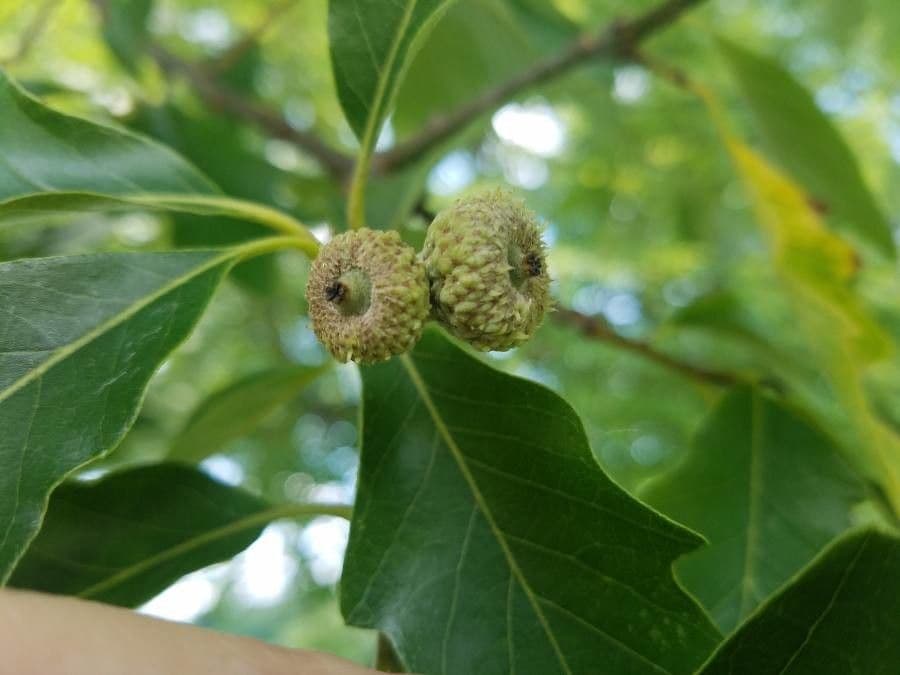 Swamp white oak 5