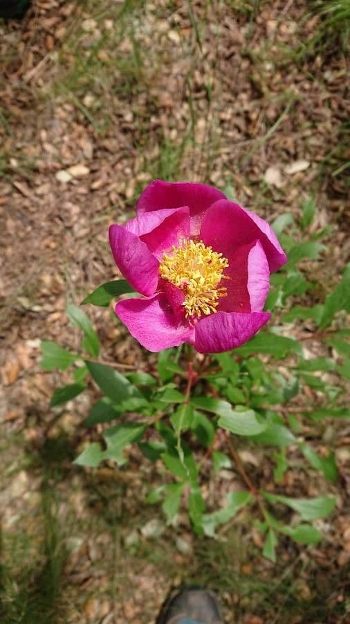 Brotero's peony 2