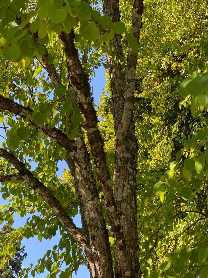 Katsura tree 20