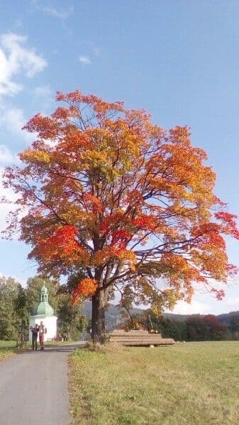 Pedunculate oak 19