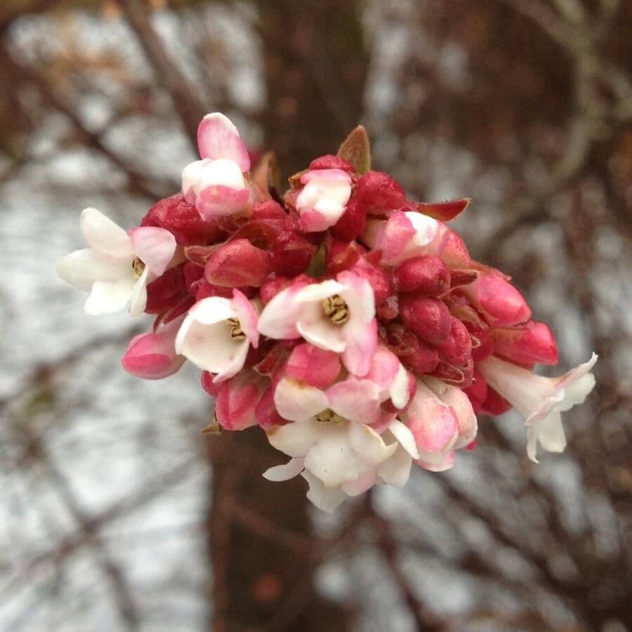 Culver's root 9