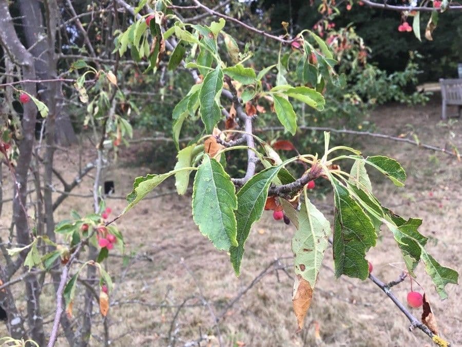 Cut-leaf crab apple 6