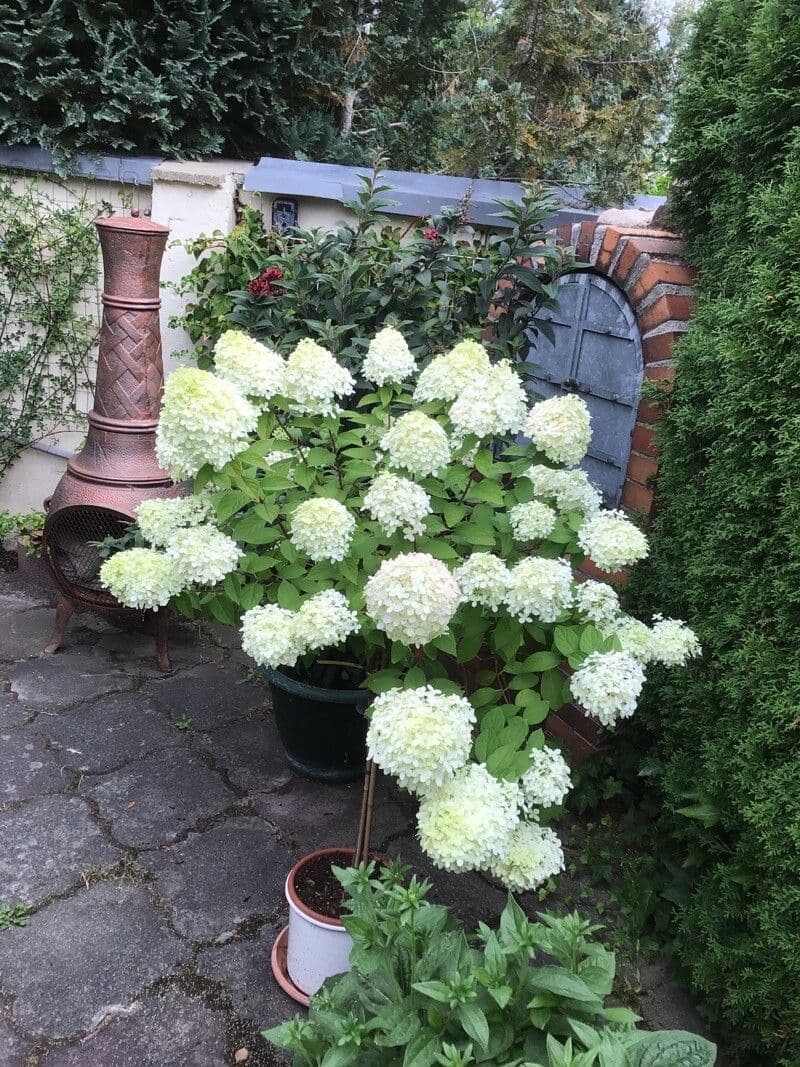 Peegee hydrangea 27