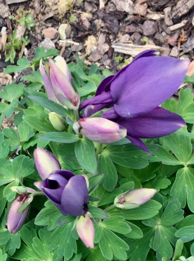 European columbine 28