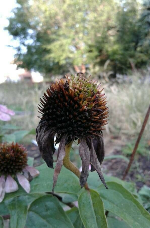 Eastern purple-coneflower 5