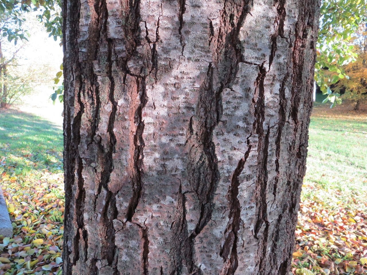Italian alder 23