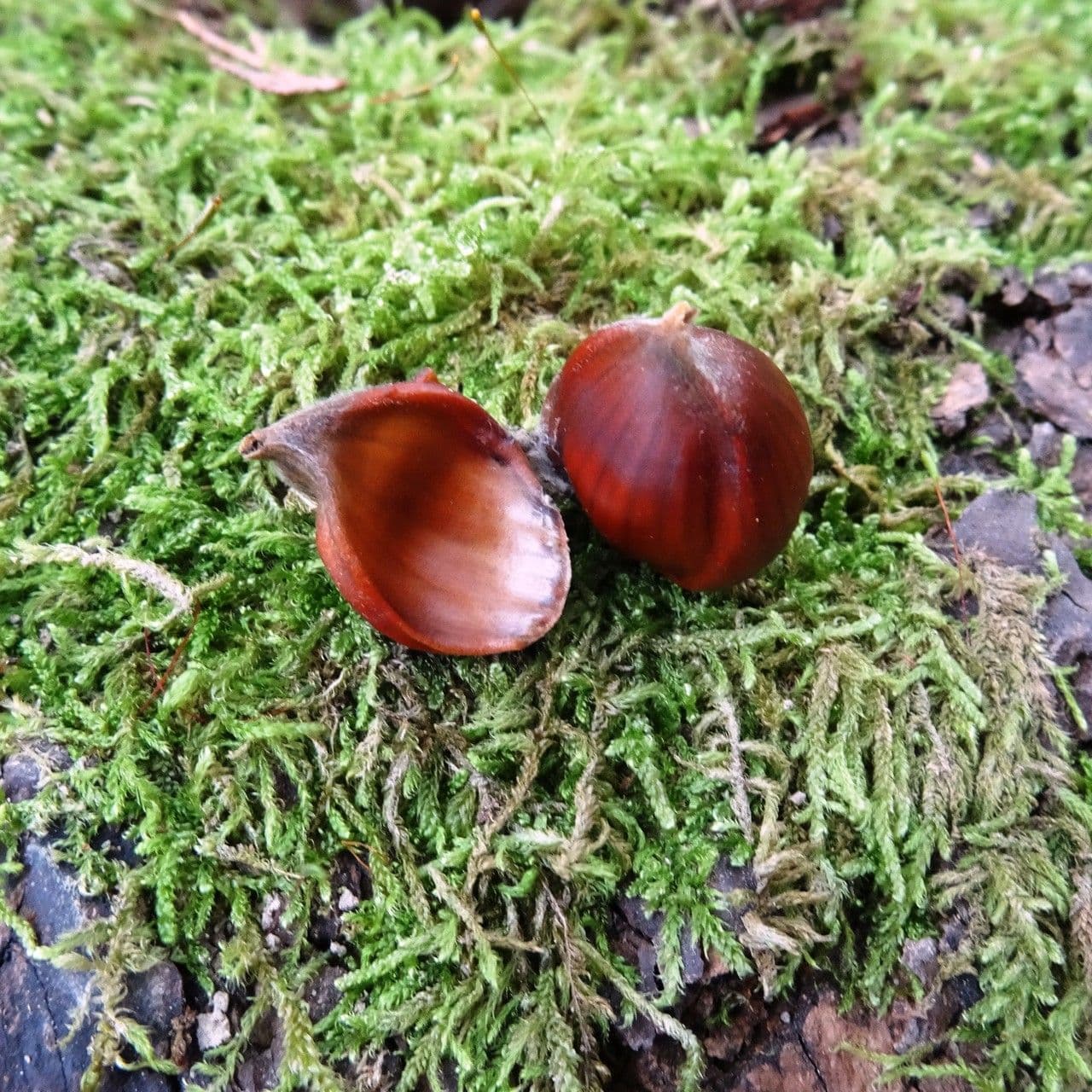 Japanese chestnut