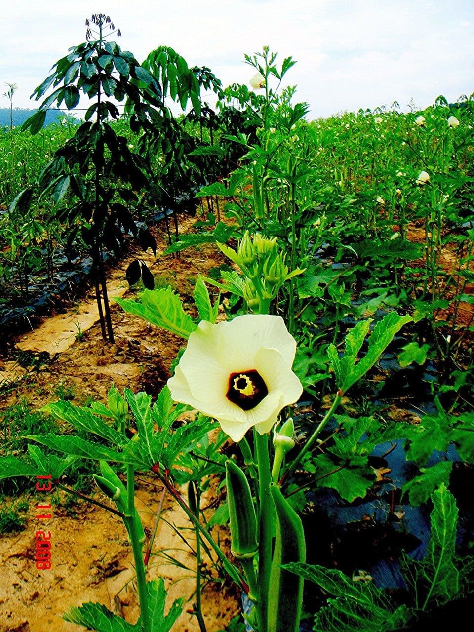 Okra 29