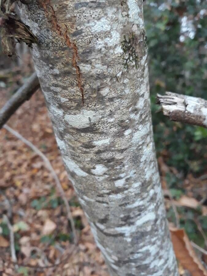 European chestnut 24