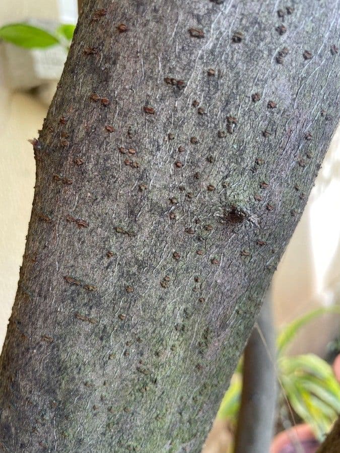Laurustinus 21