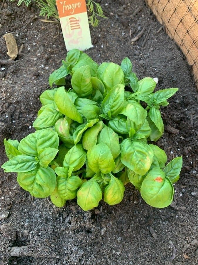 Basil