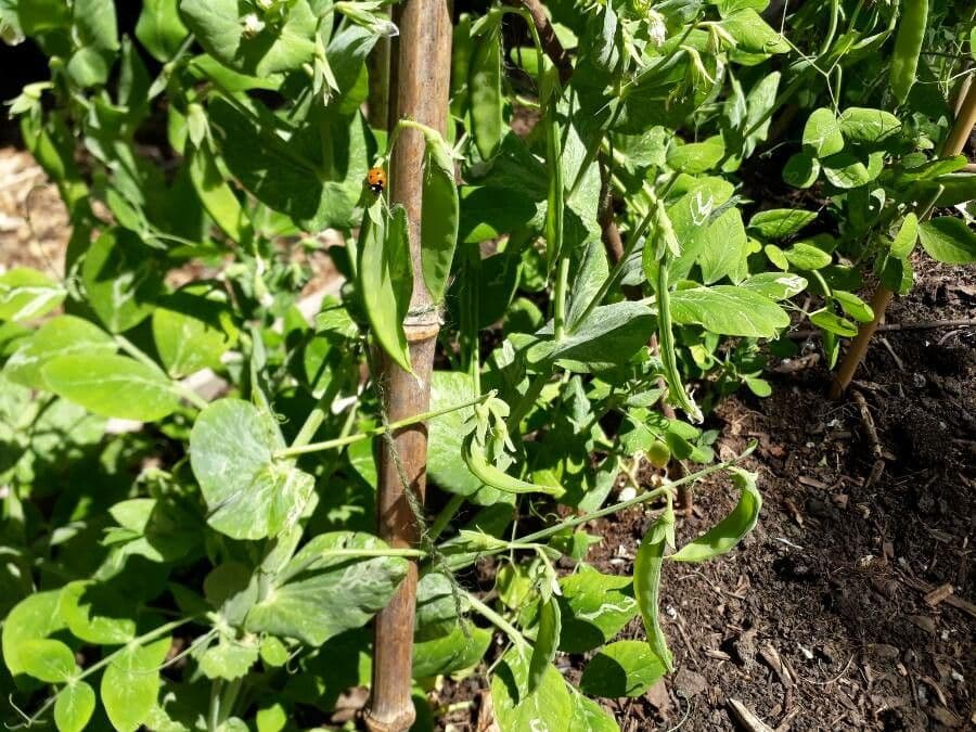 Sugar snap pea 18