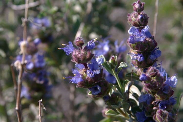 Purple sage 10