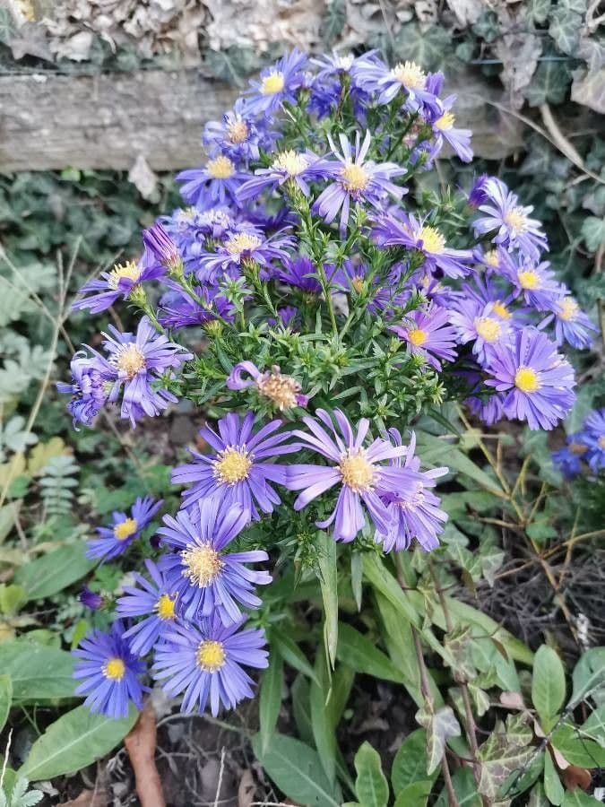 Aster 6