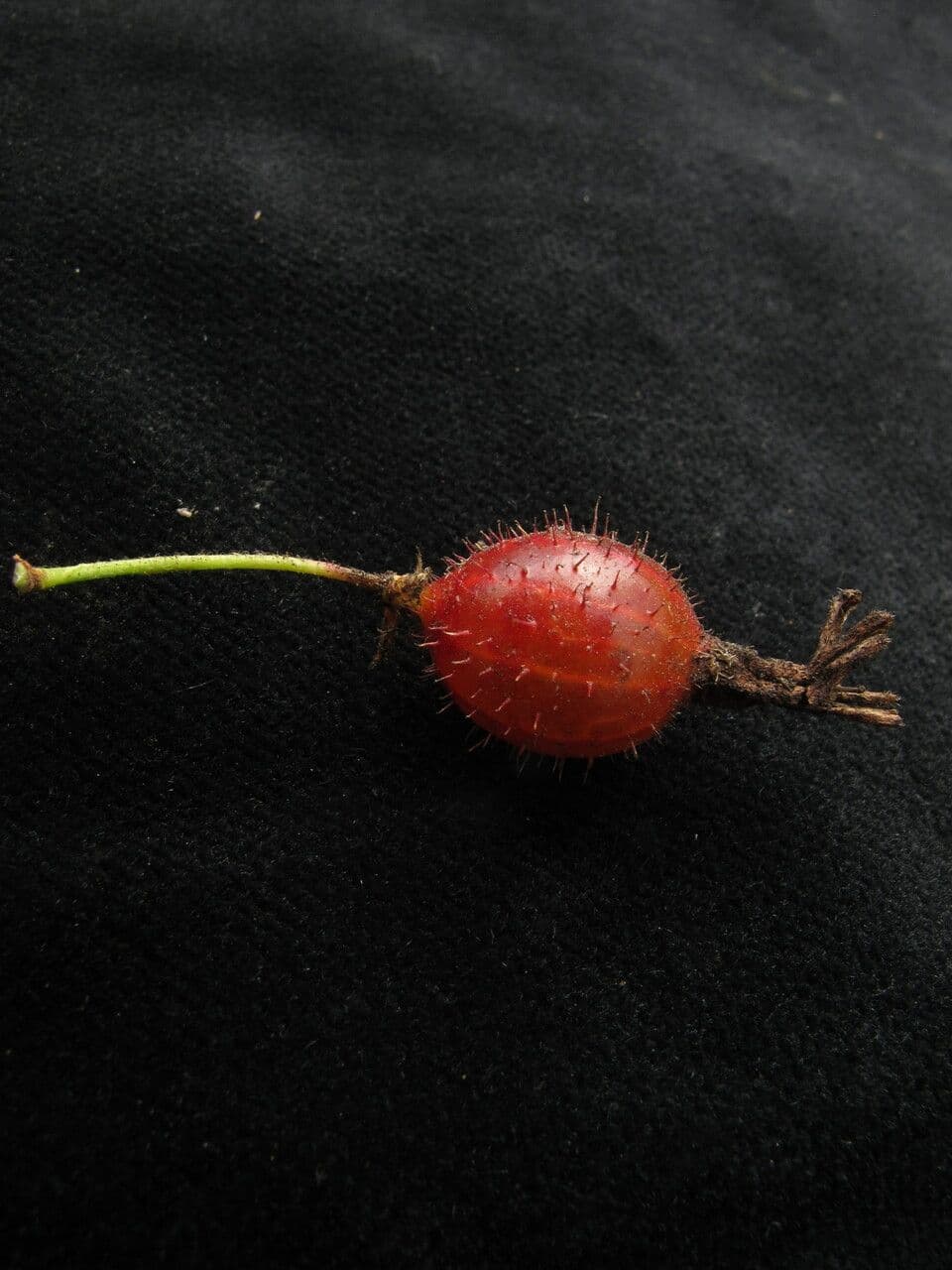 Alpine Currant 3