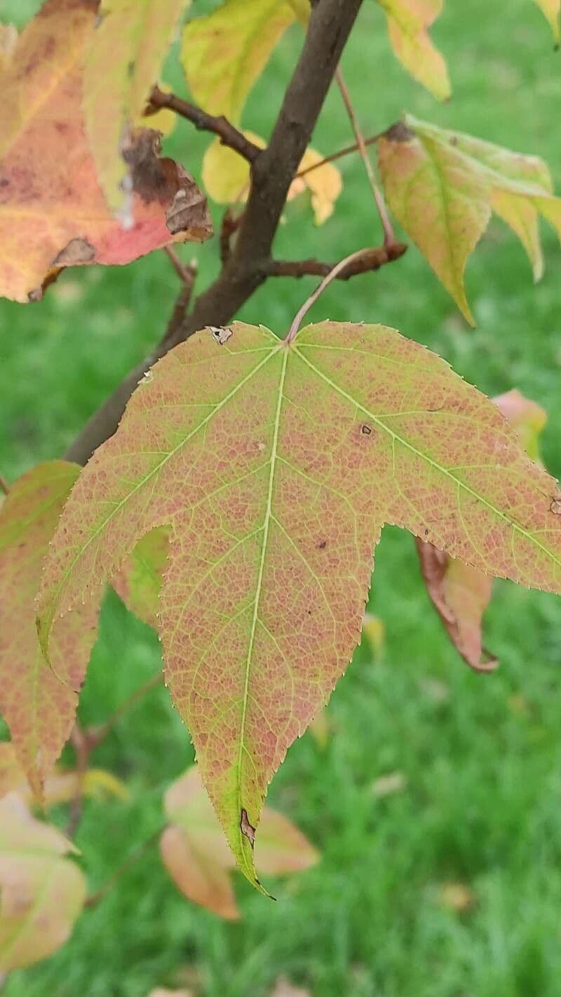 sweet gum 5