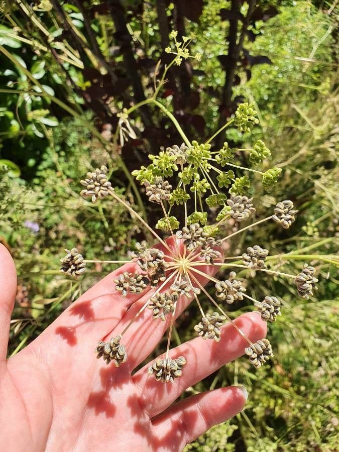 Garden parsley 5