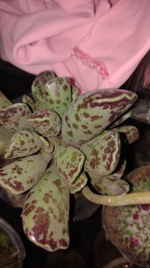 Adromischus 13