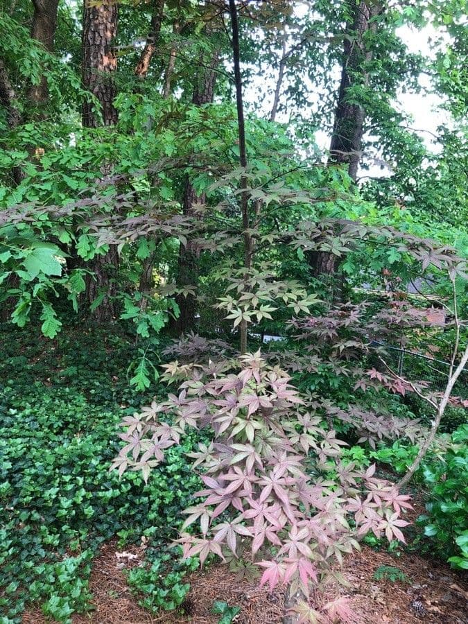 Japanese Maple 6