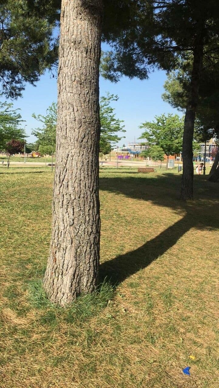 Cedar of lebanon 23