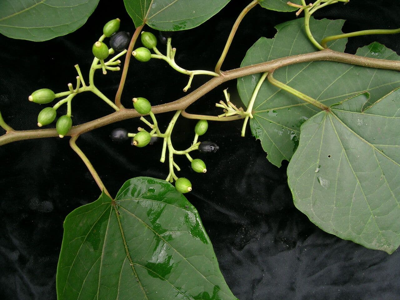 Alangium 8