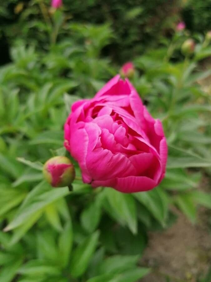 Common garden peony 6