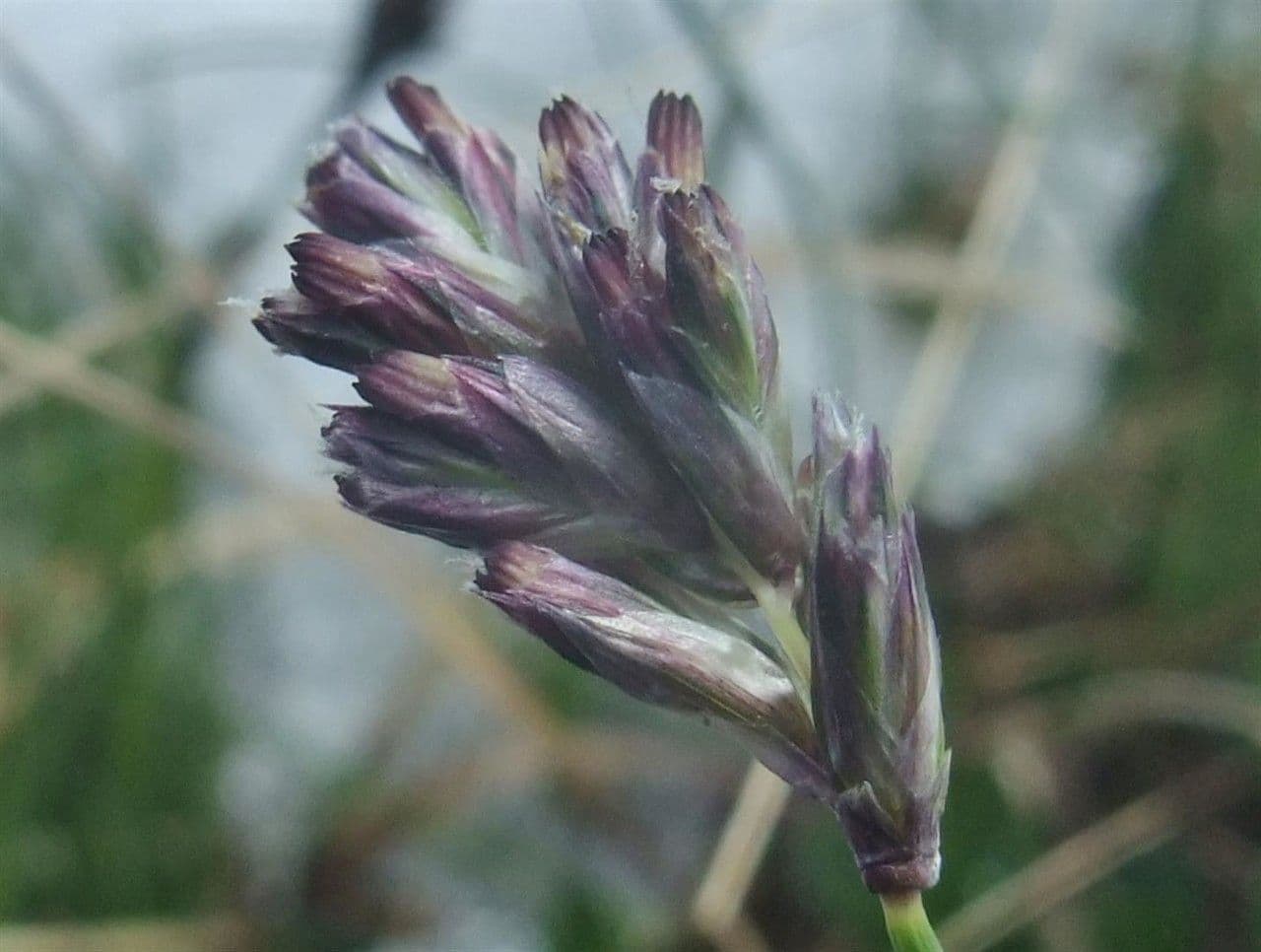 Blue moor grass 7