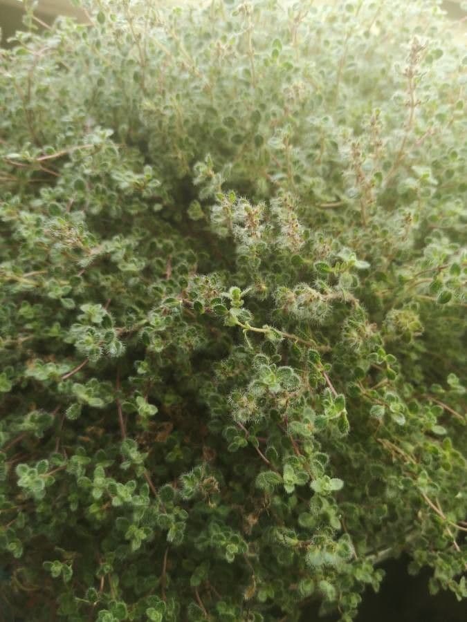 Mother of thyme 15
