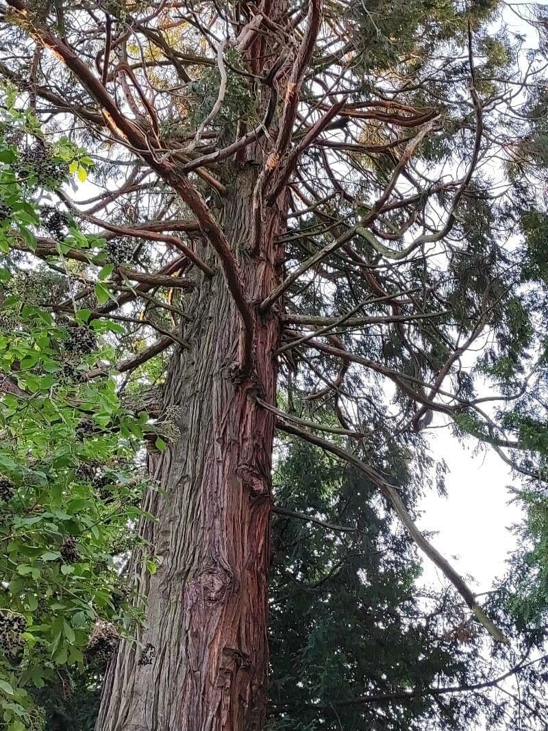 Japanese red-cedar 23