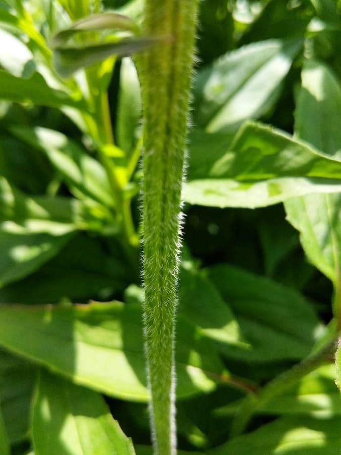 Eastern purple-coneflower 21