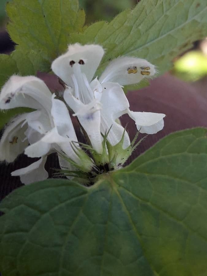 Deadnettle 4