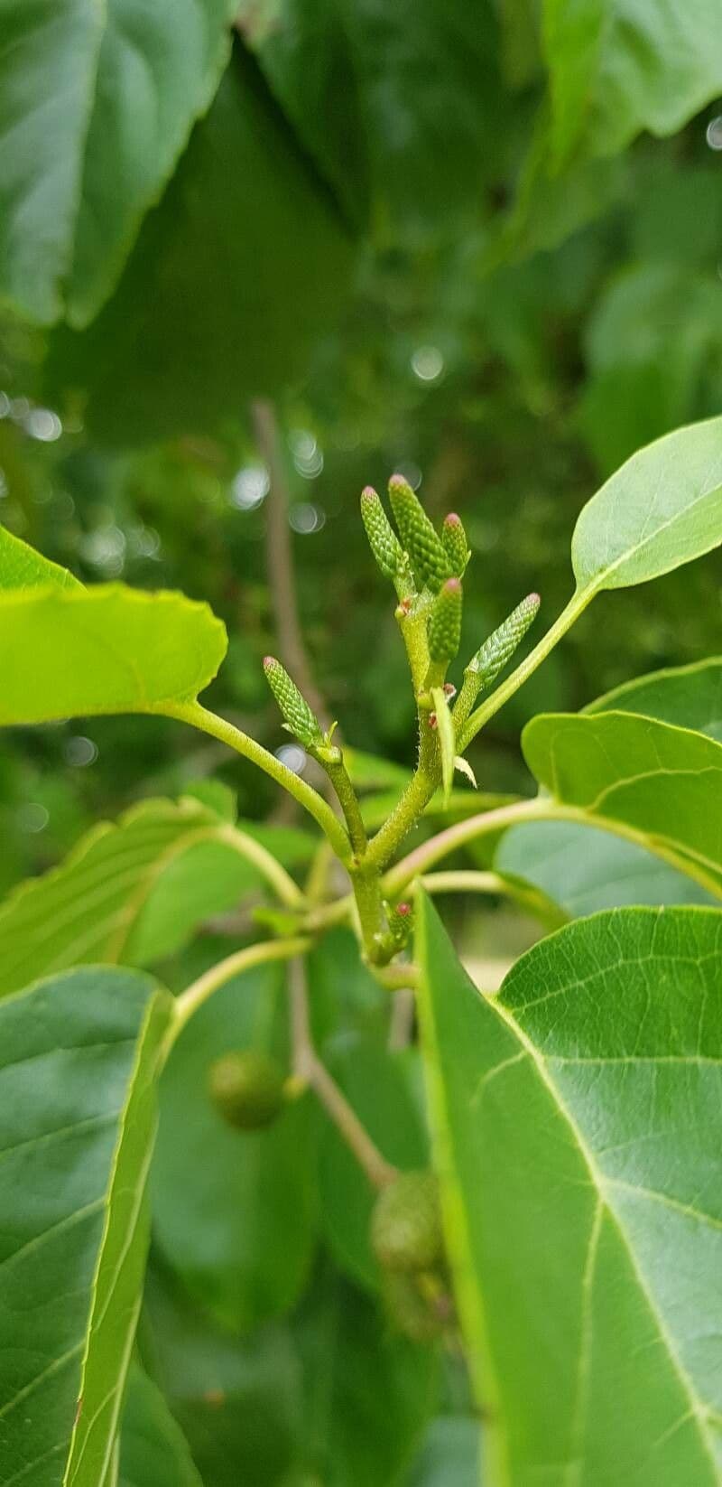 Caucasian alder 9