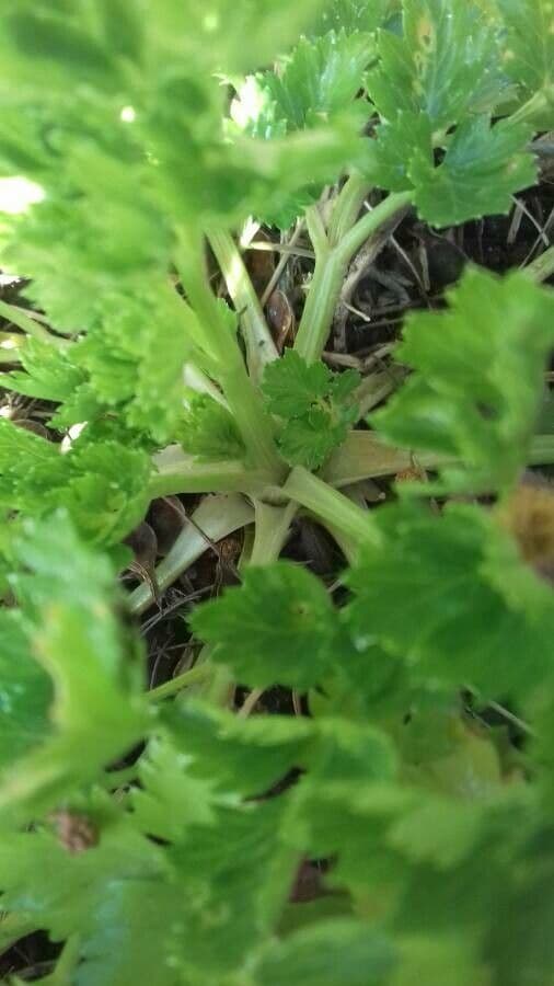 Celery 26