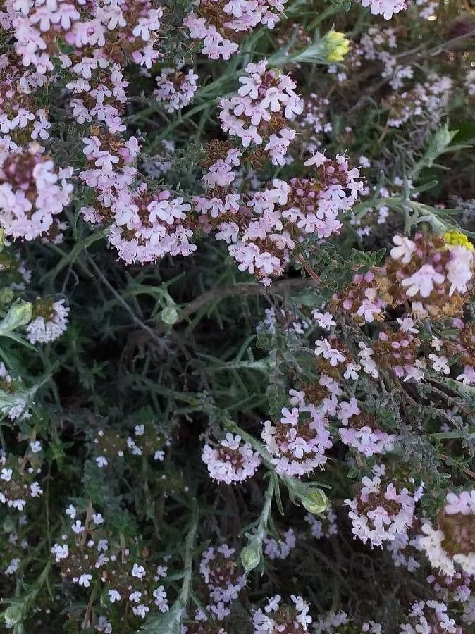 Garden thyme 7