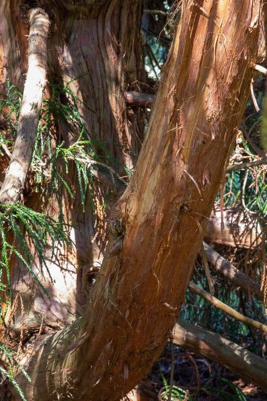Loose-leaved tasmanian cedar 4