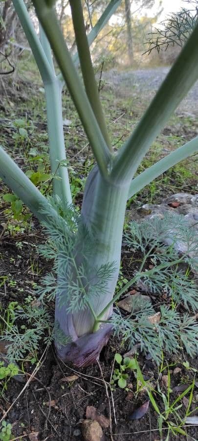 Fennel 22